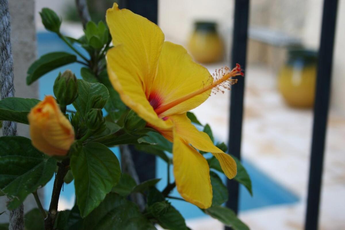 Maison Pelissier Bed And Breakfast With Sweeming Pool Cuxac-d'Aude Bagian luar foto